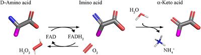 Human D-Amino Acid Oxidase: Structure, Function, and Regulation